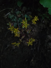 Sedum debile