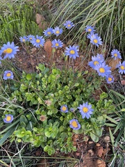 Felicia aethiopica