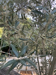 Olea europaea