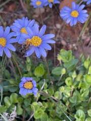 Felicia aethiopica