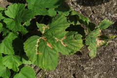 Cosmopterix zieglerella