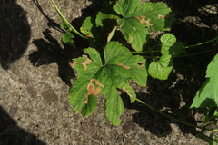 Cosmopterix zieglerella