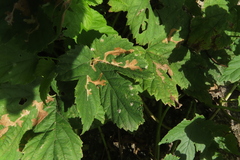 Cosmopterix zieglerella