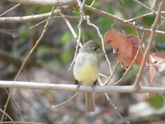 Empidonax difficilis insulicola