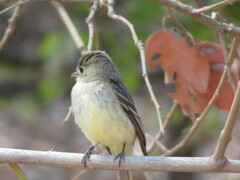 Empidonax difficilis insulicola