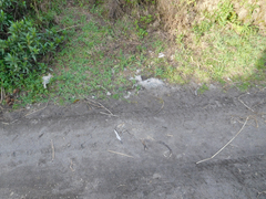 Didelphis pernigra