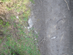 Didelphis pernigra