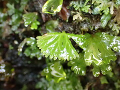 Hymenophyton