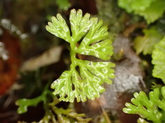Hymenophyton