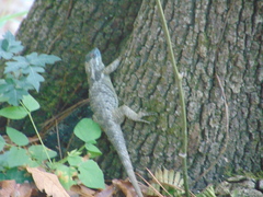 Sceloporus torquatus binocularis