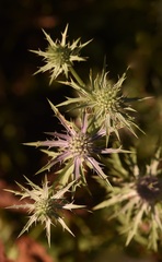 Eryngium hookeri