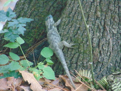 Sceloporus torquatus binocularis