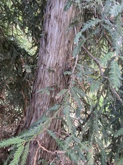 Sequoia sempervirens