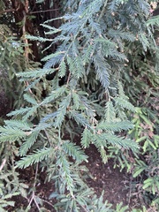Sequoia sempervirens