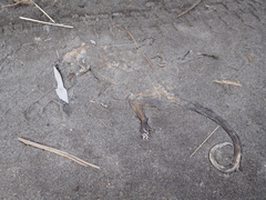 Didelphis pernigra