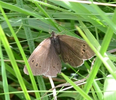 Aphantopus hyperantus