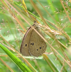Aphantopus hyperantus