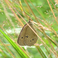 Aphantopus hyperantus