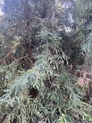 Sequoia sempervirens