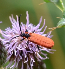 Lygistopterus sanguineus