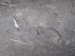 Didelphis pernigra