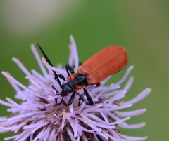 Lygistopterus sanguineus