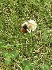 Bombus muscorum
