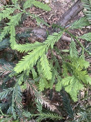 Sequoia sempervirens