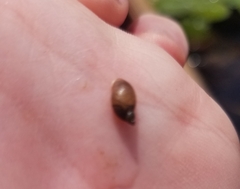 Bithynia tentaculata