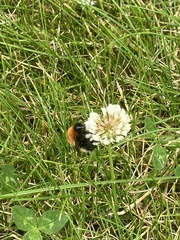 Bombus muscorum