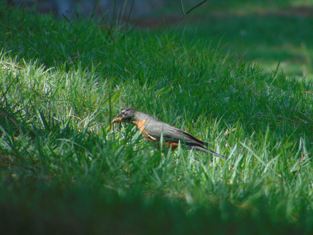 American Robin from Santiago, N.L., México on July 15, 2022 at 04:14 PM ...