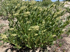 Koenigia phytolaccifolia