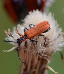 Lygistopterus sanguineus
