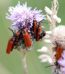 Lygistopterus sanguineus