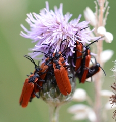 Lygistopterus sanguineus