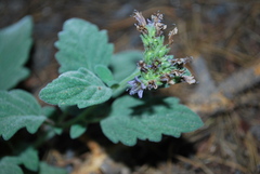 Phacelia hydrophylloides