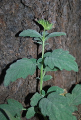 Phacelia hydrophylloides