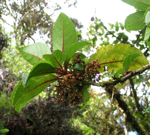 Perrottetia sandwicensis