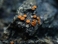 Polycauliona luteominia