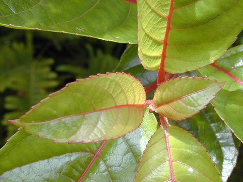 Perrottetia sandwicensis