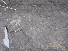 Didelphis pernigra