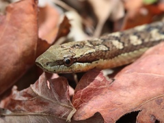 Alsophis rufiventris