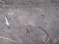 Didelphis pernigra