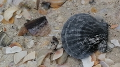 Flexopecten glaber ponticus