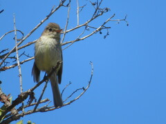 Empidonax difficilis insulicola