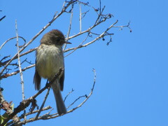 Empidonax difficilis insulicola