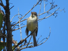 Empidonax difficilis insulicola