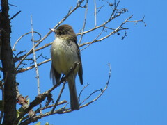 Empidonax difficilis insulicola