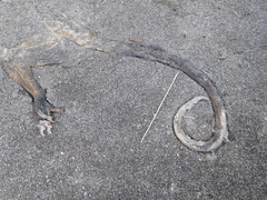Didelphis pernigra