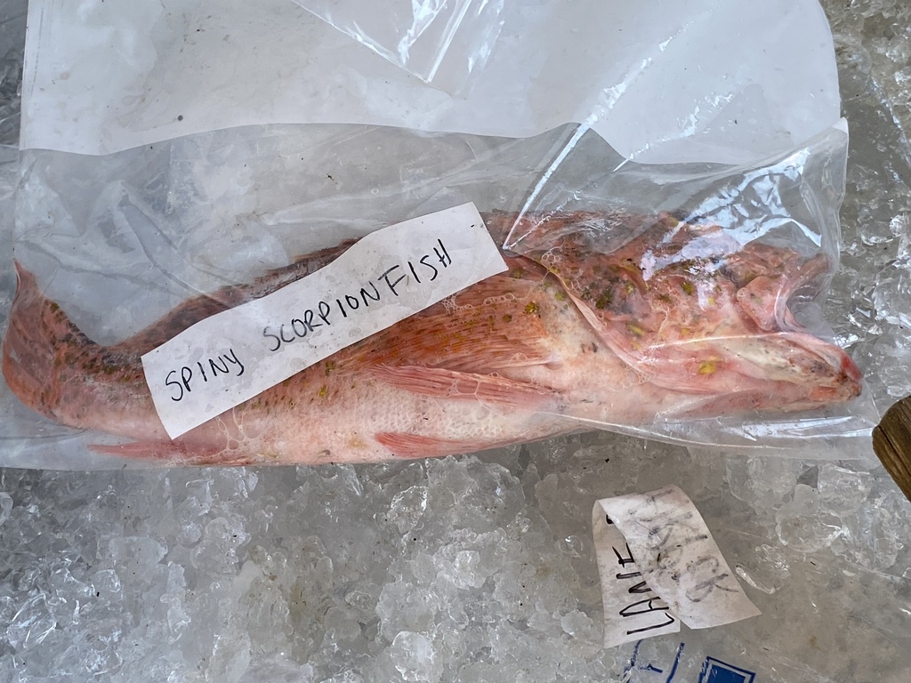 Atlantic Thornyhead